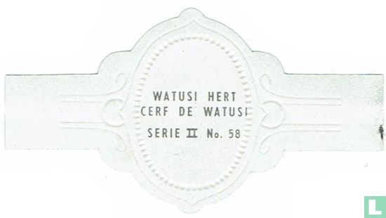 Watusi Hert - Image 2