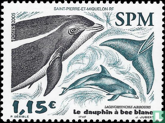 Weißschnauzendelfin