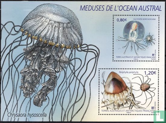 Méduses de l'océan austral