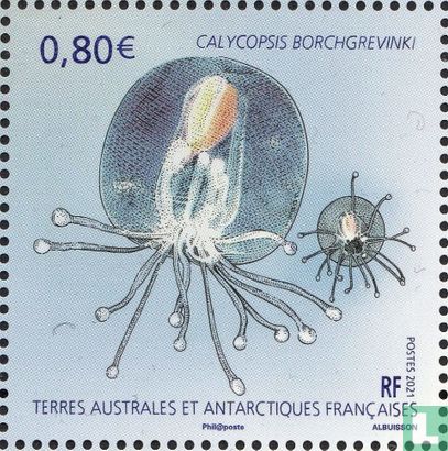 Southern ocean jellyfish