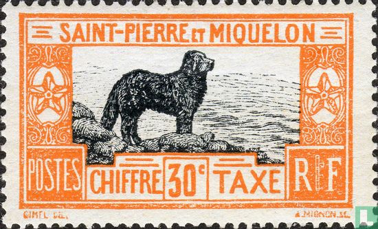 Newfoundland hond