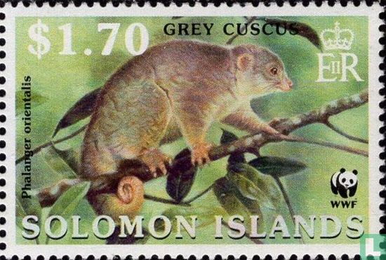 Grey cuscus