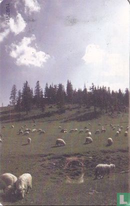 Sheep - Afbeelding 2