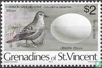 Common Ground Dove - Image 1
