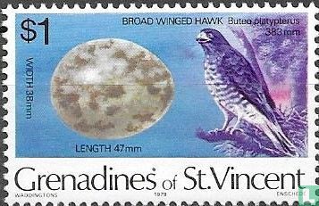 Broad-winged hawk - Image 1