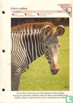 Grévy-zebra - Image 1
