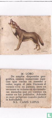 26 Lobo