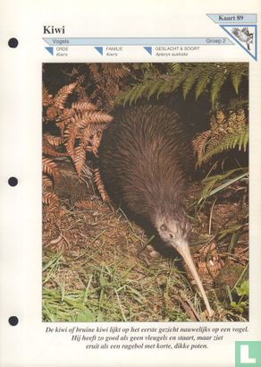 Kiwi - Afbeelding 1