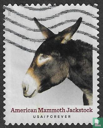 Jackstock mammouth américain