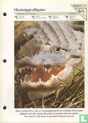 Mississippi-alligator - Bild 1