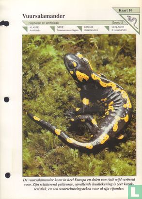 Vuursalamander - Image 1