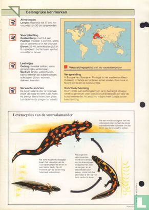 Vuursalamander - Image 2