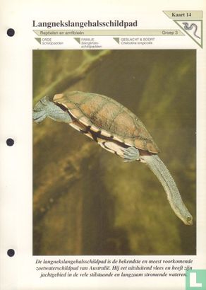 Langnekslangehalsschildpad - Bild 1