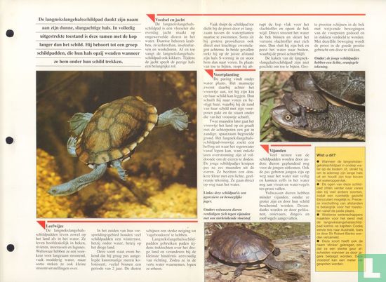 Langnekslangehalsschildpad - Bild 3