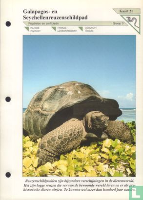 Galagapos- en Seychellenreuzenschildpad - Bild 1