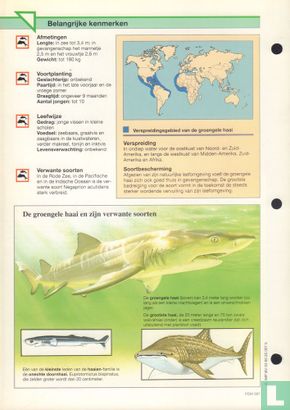 Groengele haai - Image 2