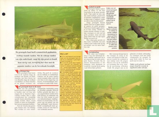 Groengele haai - Image 3