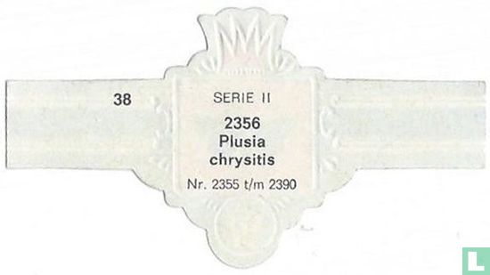 Plusia - chrysistia - Bild 2