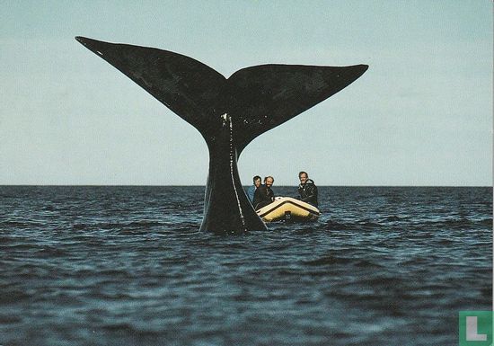 National Geographic - Adventures With Whales - Image 1