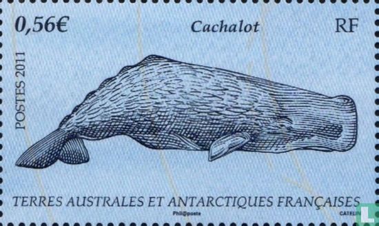 Wale des Südlichen Ozeans