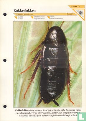 Kakkerlakken - Afbeelding 1