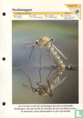 Steekmuggen - Image 1