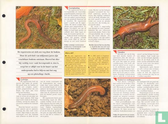 Regenworm - Afbeelding 3