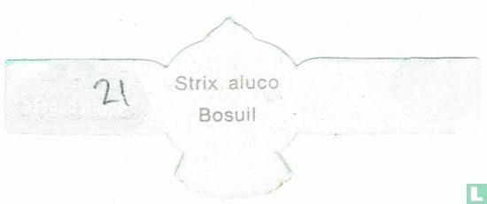 Strix aluco Bosuil - Afbeelding 2