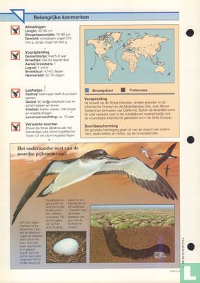 Noordse pijlstormvogel - Image 2