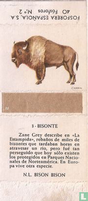 03 Bisonte