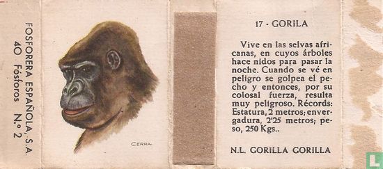 17 Gorila