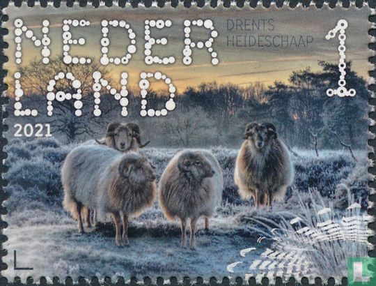 Drenthe Heath Sheep