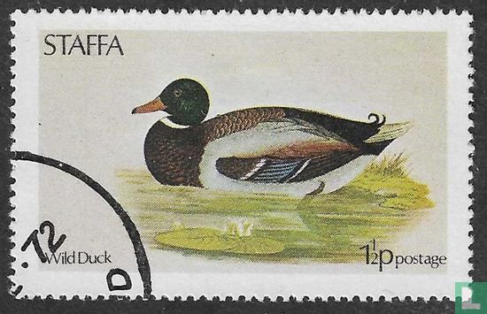 Canard sauvage
