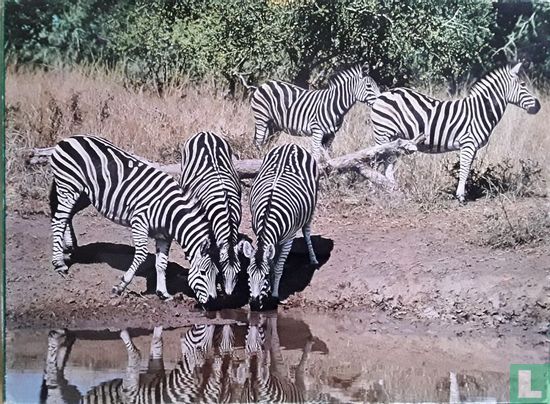 Zebra's bij een waterpoel - Afbeelding 1