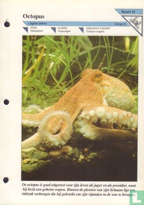 Octopus - Afbeelding 1