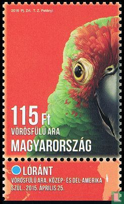 red macaw - Image 2