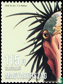 bald-headed ibis - Image 1