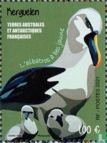 Kerguelen - The yellow-billed albatross