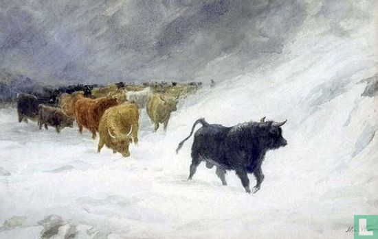 Rinder im Sturm im Westen - Bild 2