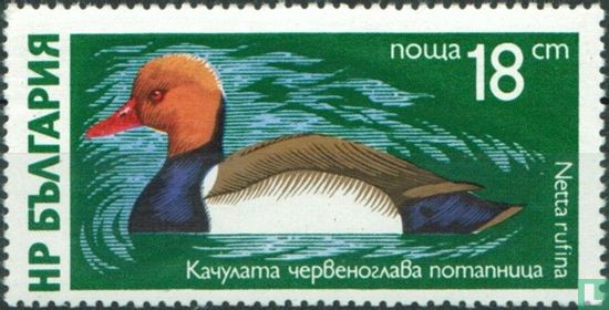 Oiseaux d'eau