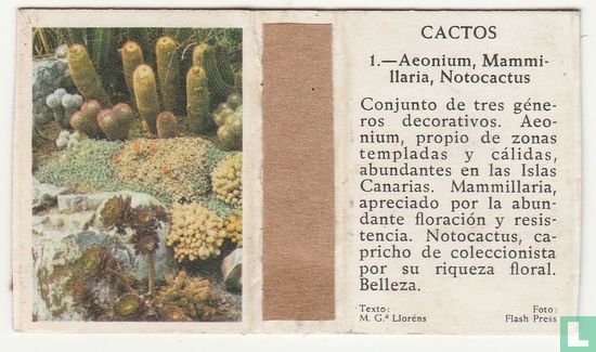 Aeonium, Mammillaria, Notocactus