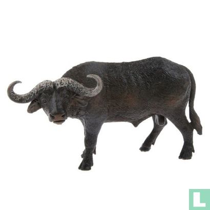 Kaapse Buffel stier 