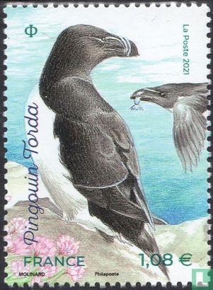 Pingouin Torda - Image 1
