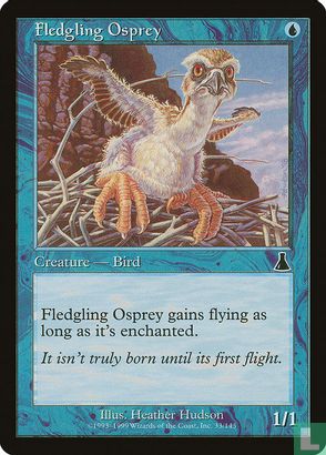 Fledgling Osprey - Image 1