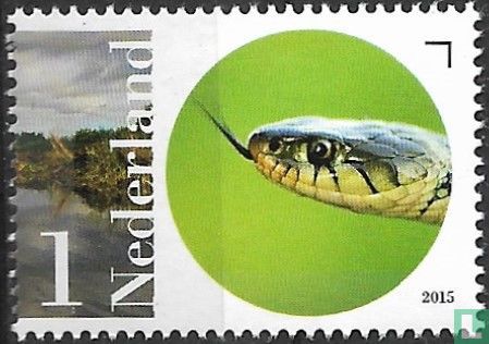 Naardermeer - Grass snake