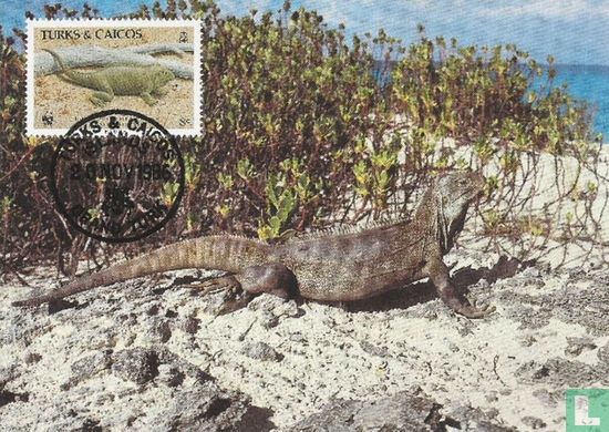 Rock iguana