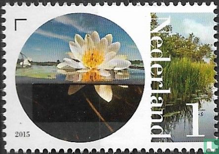Naardermeer - Water Lily