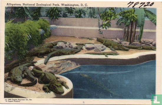 Alligators, National Zoological Park, Washington, D.C. - Afbeelding 1