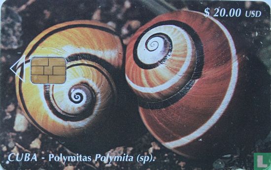 polymitas polymita - Image 1