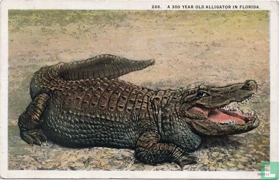 A 300 Year Old Alligator in Florida - Afbeelding 1